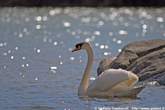 20060404_155752 Cigno.jpg